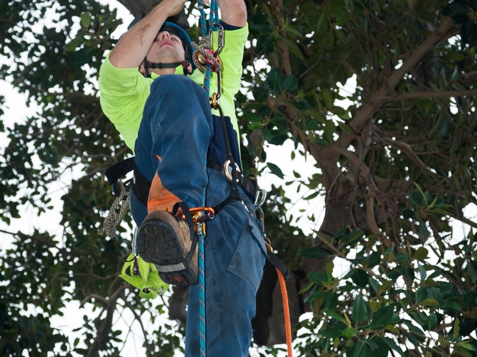 Qualified arborist working in a mature tree during a property survey in Dorset