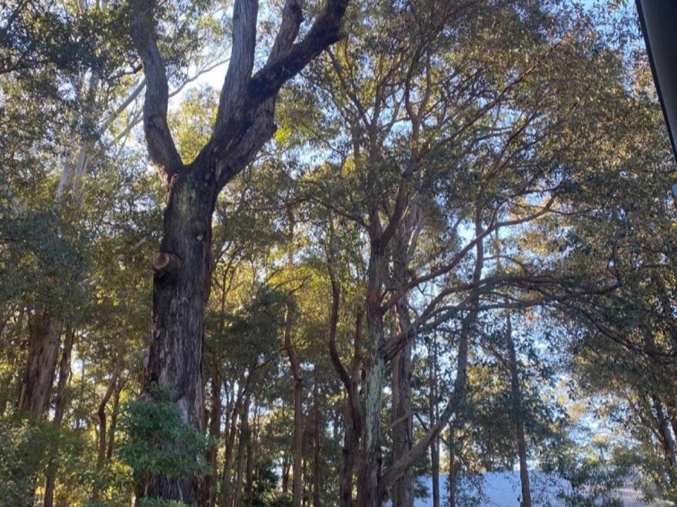 Mature trees in a Dorset parkland setting due for routine re-inspection